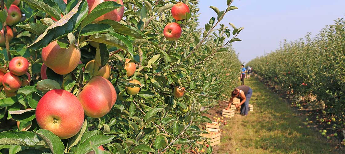 Apple Picking in South Carolina