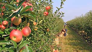 Apple picking n South Carolina