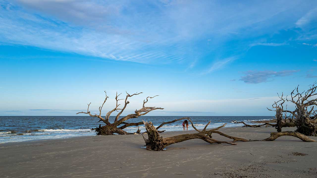 Beach shore with driftwood