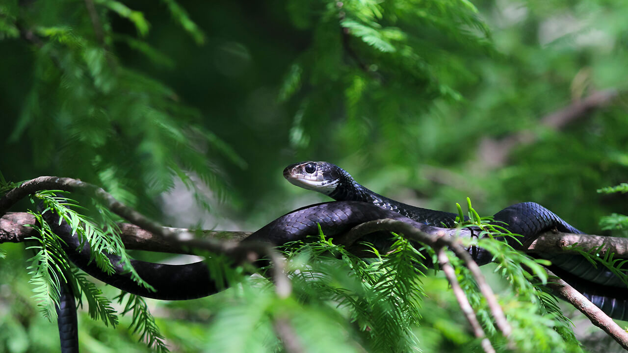 Edisto Serpetarium