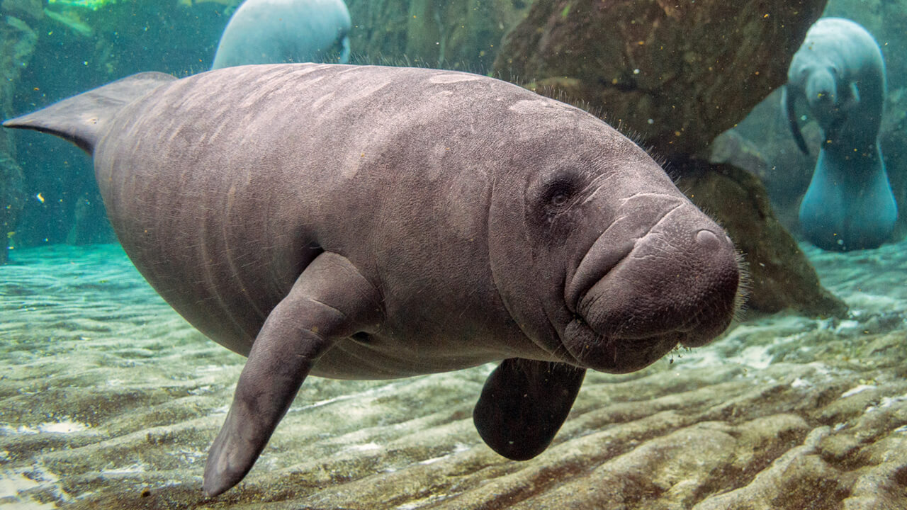 Florida Manatees