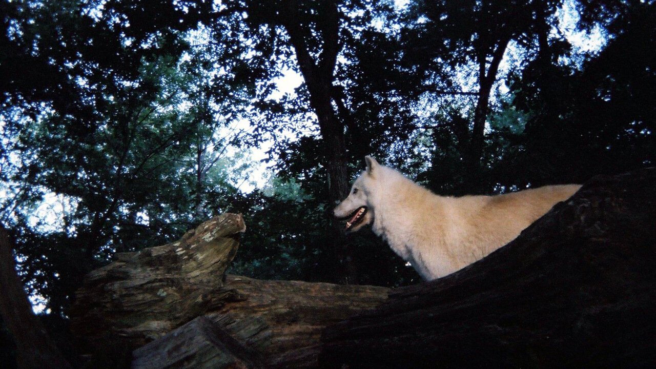 Seacrest Wolf Preserve