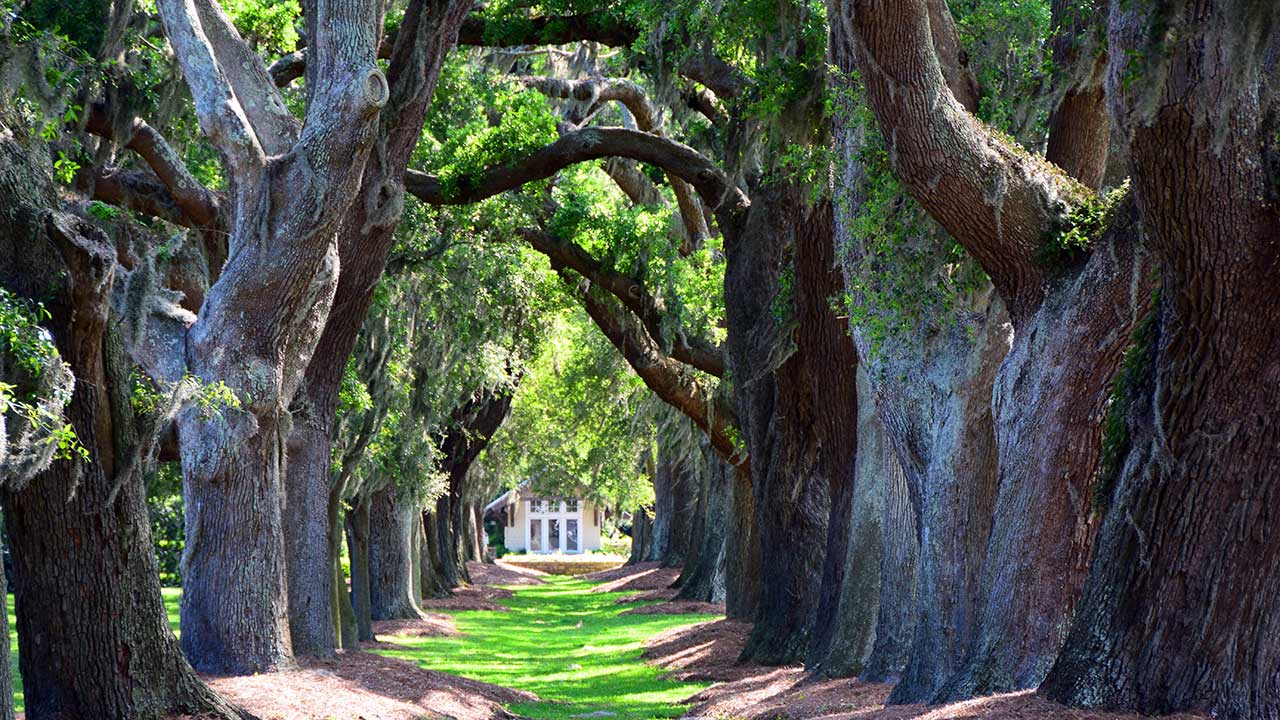 Carved tree spirits – St. Simons Island, Georgia
