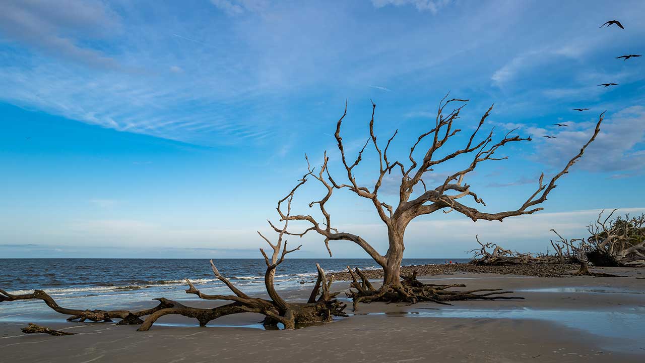 Driftwood Beach — Georgia